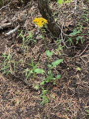 Packera streptanthifolia