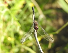 Dythemis nigrescens