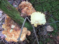 Laetiporus huroniensis