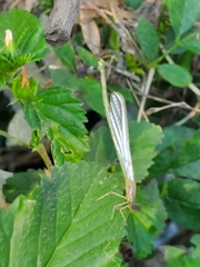 Enallagma vesperum