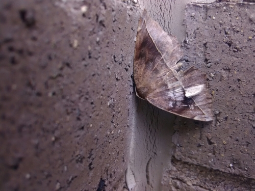 Eutrapela clemataria