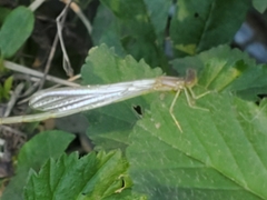 Enallagma vesperum