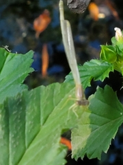 Enallagma vesperum
