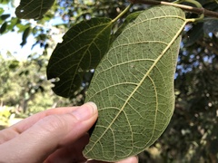 Ficus opposita