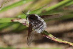 Bombylius incanus