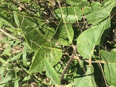 Desmodium viridiflorum