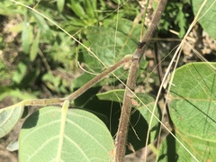 Desmodium viridiflorum