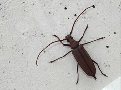 Aegolipton marginale