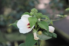 Hibiscus lasiocarpos