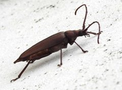 Aegolipton marginale