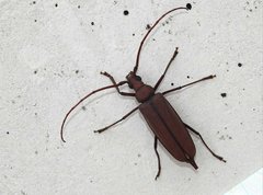 Aegolipton marginale