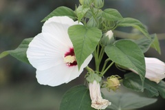 Hibiscus lasiocarpos