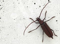 Aegolipton marginale