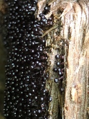 Metatrichia