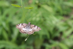 Chiomara