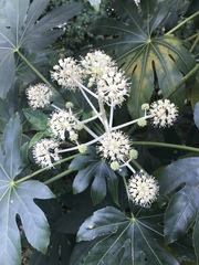Fatsia japonica