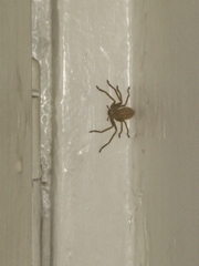 Olios sericeus