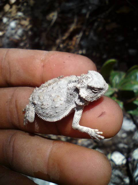 lagarto cornudo de cola plana