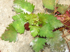 Trapa natans bispinosa