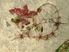 Trapa natans bispinosa