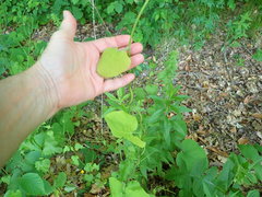 Aristolochia macrophylla