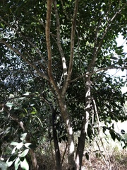 Ficus opposita