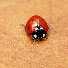 Coccinella septempunctata