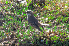 Cinclodes albidiventris