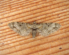Eupithecia rotundopuncta