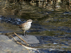 Cinclodes albidiventris