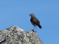 Muscisaxicola alpinus