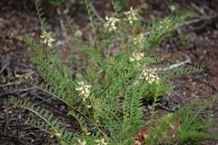 Astragalus pomonensis
