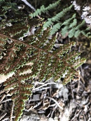 Myriopteris covillei