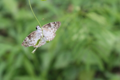 Chiomara