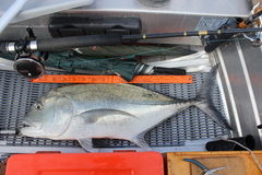 Caranx ignobilis