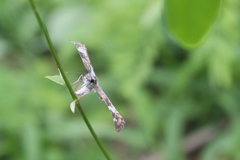 Chiomara