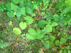 Aristolochia macrophylla