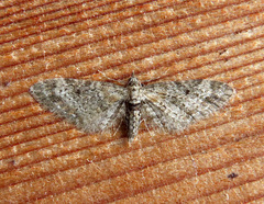 Eupithecia rotundopuncta