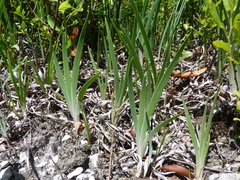 Iris verna