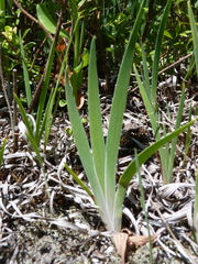 Iris verna