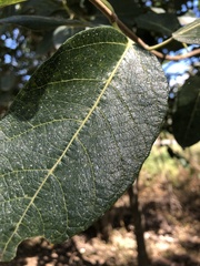Ficus opposita