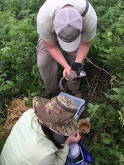 Poliocitellus franklinii