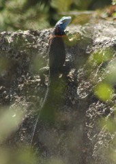 Sceloporus aureolus