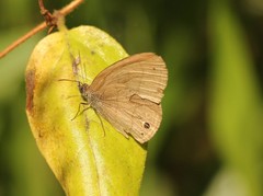 Hermeuptychia sosybius