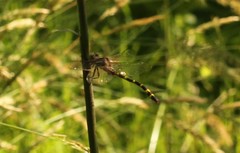 Cordulegaster bilineata