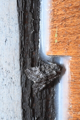 Lacinipolia olivacea