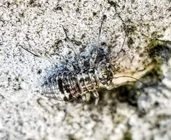 Mesopsocus