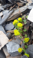 Chrysosplenium wrightii