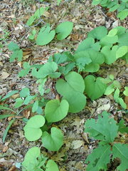 Aristolochia macrophylla