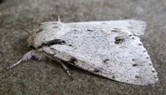 Acronicta vulpina